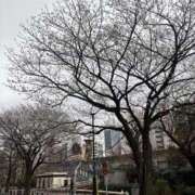 ヒメ日記 2026/03/21 10:12 投稿 すみれ Polaris（ポラリス）