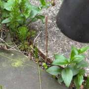 ヒメ日記 2026/04/06 09:52 投稿 すみれ Polaris（ポラリス）