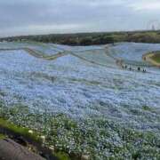 ヒメ日記 2026/04/15 23:52 投稿 すみれ Polaris（ポラリス）