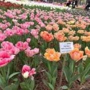 ヒメ日記 2026/04/20 09:42 投稿 すみれ Polaris（ポラリス）