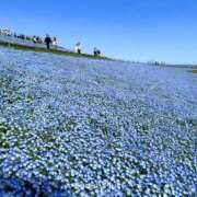 ヒメ日記 2026/04/22 10:42 投稿 すみれ Polaris（ポラリス）