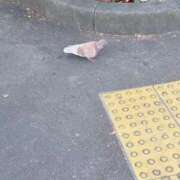 ヒメ日記 2025/12/16 16:32 投稿 ねねち 吉原ファーストレディ