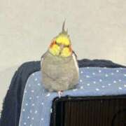 ヒメ日記 2025/12/21 07:26 投稿 ねねち 吉原ファーストレディ