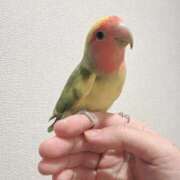 ヒメ日記 2026/02/01 06:47 投稿 ねねち 吉原ファーストレディ