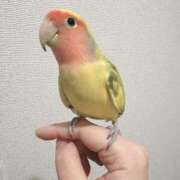 ヒメ日記 2026/03/19 17:49 投稿 ねねち 吉原ファーストレディ