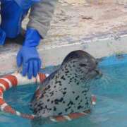 ヒメ日記 2026/04/12 01:06 投稿 ねねち 吉原ファーストレディ