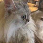 ヒメ日記 2025/12/16 21:57 投稿 藤井なぎさ 東京不倫 渋谷店