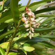 ヒメ日記 2026/04/12 20:05 投稿 みりあ Sナース女学園