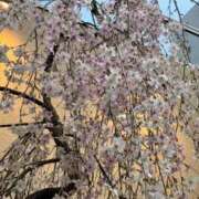 ヒメ日記 2026/03/23 07:56 投稿 みりあ PRIME