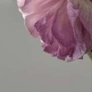 ヒメ日記 2026/04/06 17:36 投稿 みりあ PRIME