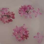 ヒメ日記 2026/04/27 13:29 投稿 みりあ PRIME