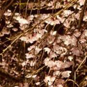 ヒメ日記 2026/03/30 16:48 投稿 かこ 五反田人妻ヒットパレード（シンデレラグループ）