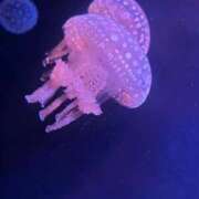 ヒメ日記 2025/11/24 03:20 投稿 あかね FAIRY Fukuoka Nakasu