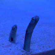 あかね 1月31日終❕ FAIRY Fukuoka Nakasu