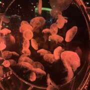 ヒメ日記 2025/12/21 21:43 投稿 一ノ瀬りな 池袋ストリーム