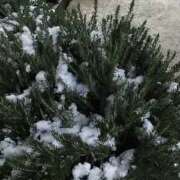 ヒメ日記 2026/02/08 19:36 投稿 さくら Alice池袋