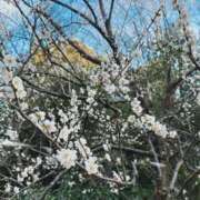 ヒメ日記 2026/03/06 14:37 投稿 兎愛／とあ 埼玉ミセスアロマ（ユメオト）