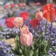 咲希／さき 出勤しました🌷 埼玉ミセスアロマ（ユメオト）