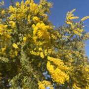 咲希／さき 本日出勤です🌷 埼玉ミセスアロマ（ユメオト）