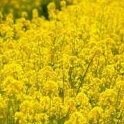 ヒメ日記 2026/04/04 09:19 投稿 咲希／さき 埼玉ミセスアロマ（ユメオト）