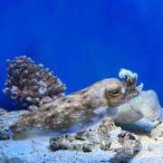 ヒメ日記 2026/03/01 19:31 投稿 香妃／こうき 埼玉ミセスアロマ（ユメオト）