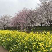 ヒメ日記 2026/04/18 06:51 投稿 香妃／こうき 埼玉ミセスアロマ（ユメオト）