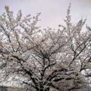 ヒメ日記 2026/03/30 16:18 投稿 結月(ゆづき) 相模原人妻城