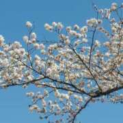 ヒメ日記 2026/04/08 15:18 投稿 結月(ゆづき) 相模原人妻城