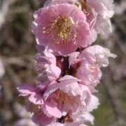 ヒメ日記 2026/04/17 20:27 投稿 結月(ゆづき) 相模原人妻城