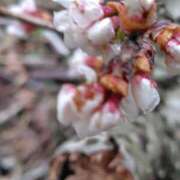 ヒメ日記 2026/04/20 17:18 投稿 結月(ゆづき) 相模原人妻城