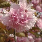 ヒメ日記 2026/04/26 15:18 投稿 結月(ゆづき) 相模原人妻城