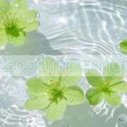 ヒメ日記 2026/01/06 08:48 投稿 すわ エレガンス(広島)