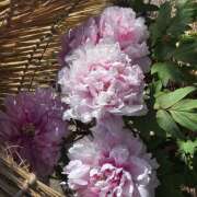 ヒメ日記 2026/03/08 11:52 投稿 椿 かえで 千葉Grand Mrs.