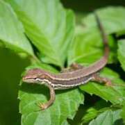 おとは 本日の♡あ♡い♡こ♡と♡ば♡ 船橋ときめき女学園