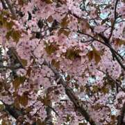 ヒメ日記 2026/04/27 17:03 投稿 黒崎　春 タッチVIP