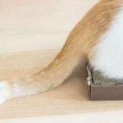 ヒメ日記 2026/02/24 01:48 投稿 水嶋　くるみ タッチVIP