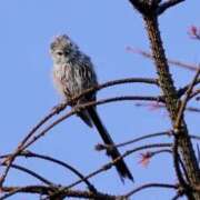 ヒメ日記 2026/10/20 15:15 投稿 水嶋　くるみ タッチVIP