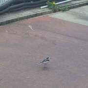 ヒメ日記 2025/12/09 01:29 投稿 えりす めっちゃスイスク梅田店