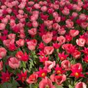 ヒメ日記 2025/12/19 08:07 投稿 はんな DIVAセカンドシーズン