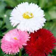 ヒメ日記 2026/01/21 19:40 投稿 ひなぎく 千葉人妻セレブリティ（ユメオト）