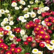 ヒメ日記 2026/01/24 22:05 投稿 ひなぎく 千葉人妻セレブリティ（ユメオト）