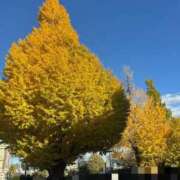 ヒメ日記 2025/11/23 10:30 投稿 なな One More 奥様 鶯谷店