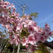 ヒメ日記 2026/03/08 13:24 投稿 依乃里／いのり 埼玉ミセスアロマ（ユメオト）