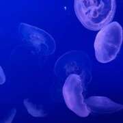 ヒメ日記 2026/01/27 12:01 投稿 小綾／さや 埼玉ミセスアロマ（ユメオト）