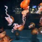 ヒメ日記 2026/04/01 21:30 投稿 みこと One More 奥様 鶯谷店