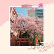 ヒメ日記 2026/04/03 12:25 投稿 りつこ 熟女の風俗最終章 仙台店