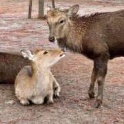 ヒメ日記 2025/11/23 06:53 投稿 あきほ 出会い系人妻ネットワーク錦糸町～小岩編