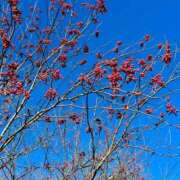 ヒメ日記 2025/12/07 10:11 投稿 あきほ 出会い系人妻ネットワーク錦糸町～小岩編