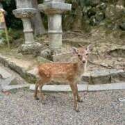 ヒメ日記 2025/12/15 13:34 投稿 あきほ 出会い系人妻ネットワーク錦糸町～小岩編