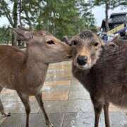 ヒメ日記 2025/12/29 07:01 投稿 あきほ 出会い系人妻ネットワーク錦糸町～小岩編